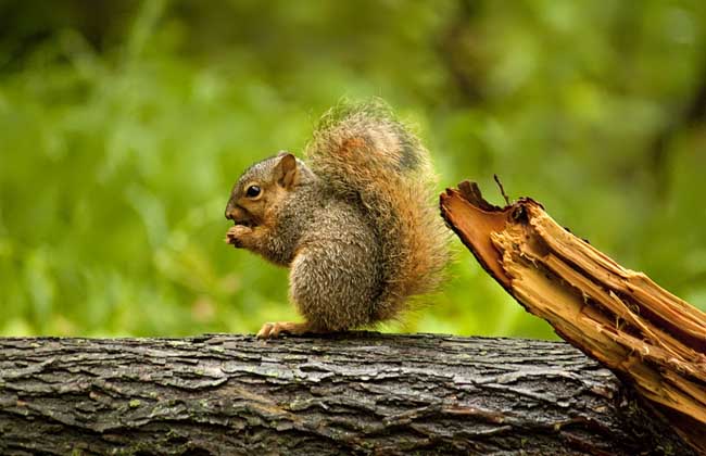 松鼠的生活习性