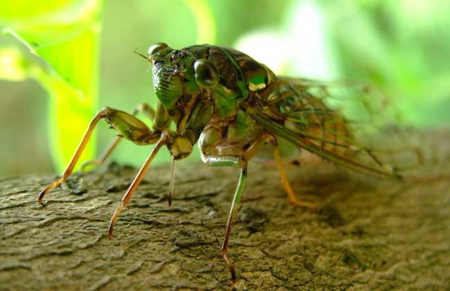 蝉的寿命有多长?