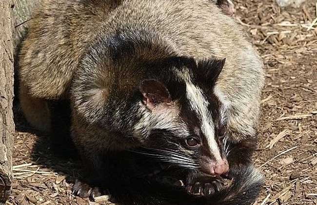 果子狸要养多久才能性成熟？