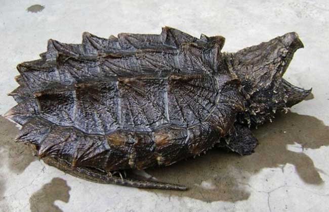 鳄鱼龟吃什么食物？