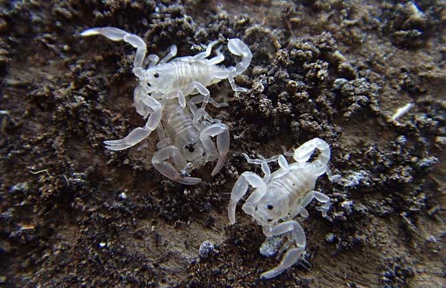 被蝎子蛰了怎么办？