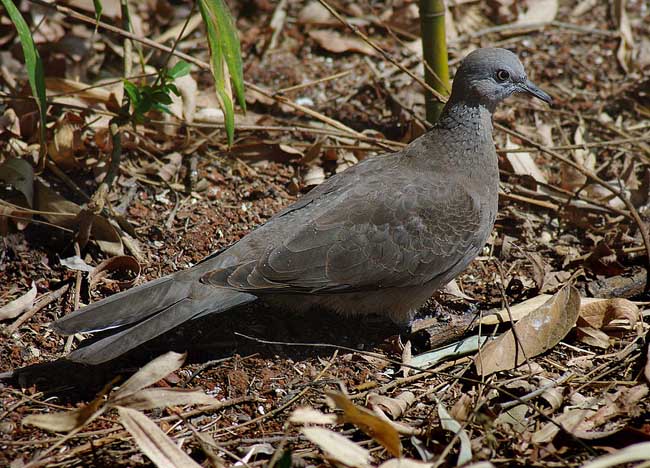 活斑鸠该怎么捕捉？
