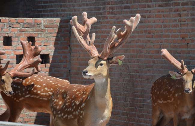 梅花鹿的角像什么？