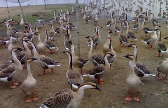 大雁高效人工养殖技术