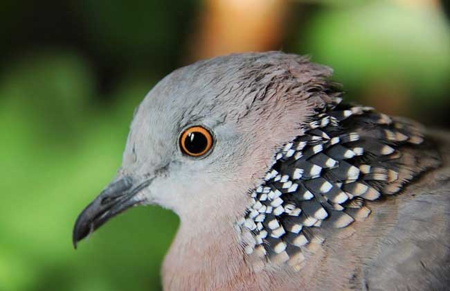 斑鸠人工养殖技术