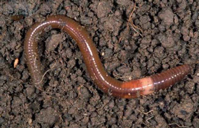 蚯蚓的养殖技术