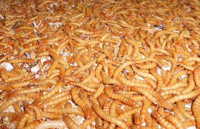 黄粉虫的养殖技术