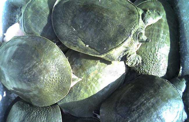 甲鱼如何防止冬眠死亡？