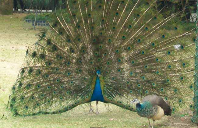 孔雀养殖怎么消毒