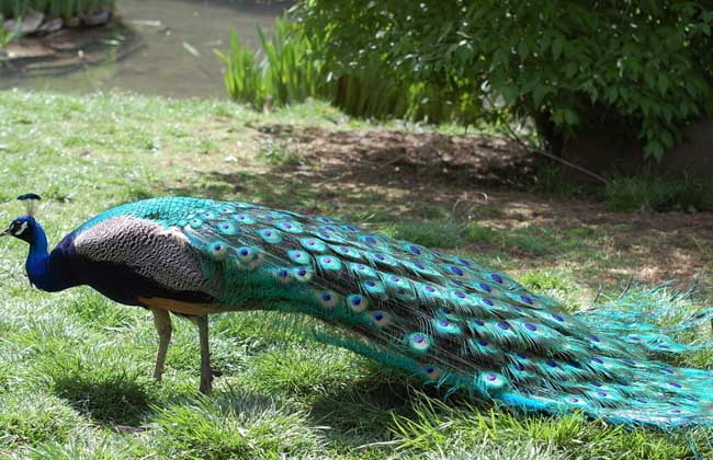 孔雀的养殖价值