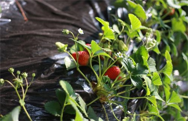 如何提高草莓的甜度