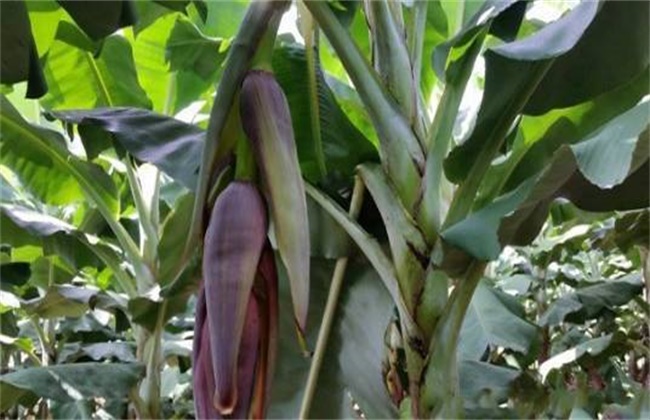 香蕉抽蕾后怎么管理