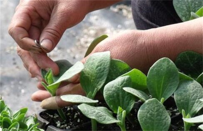 黄瓜嫁接后怎么管理