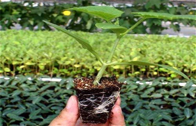 黄瓜嫁接后怎么管理