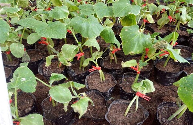 黄瓜嫁接后怎么管理