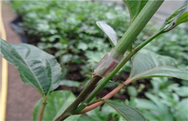 百香果嫁接苗好还是扦插苗好