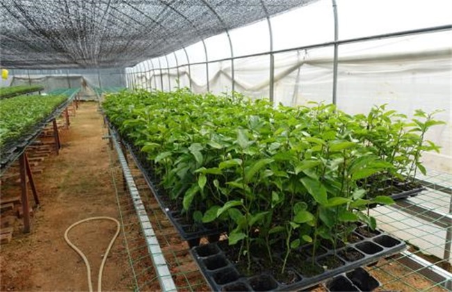 百香果嫁接苗好还是扦插苗好