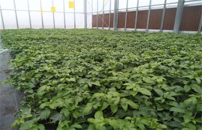 百香果嫁接苗好还是扦插苗好