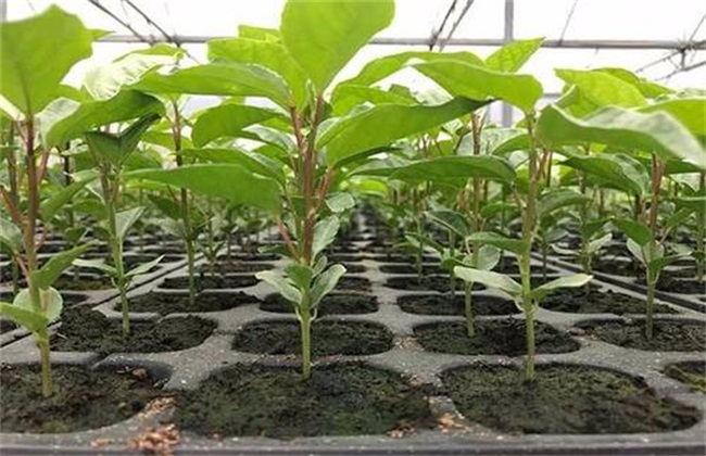 百香果嫁接苗好还是扦插苗好