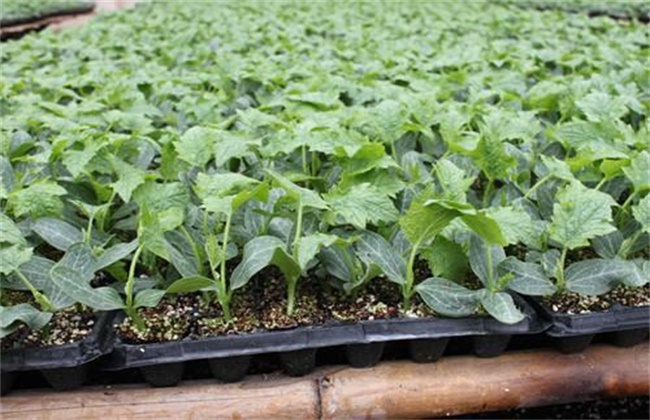 丝瓜育苗前要准备什么