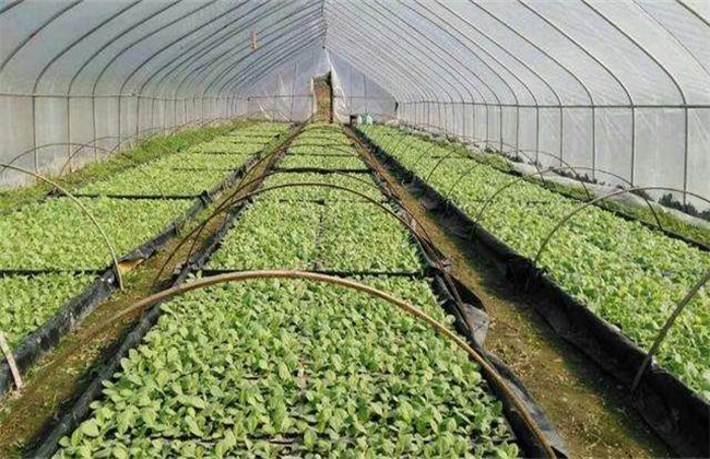 丝瓜育苗前要准备什么