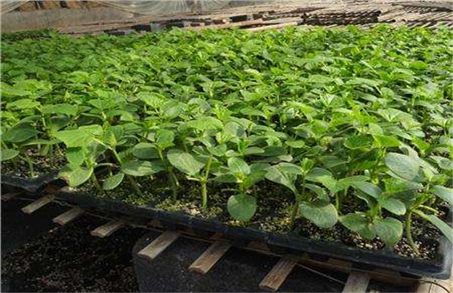 丝瓜育苗前要准备什么
