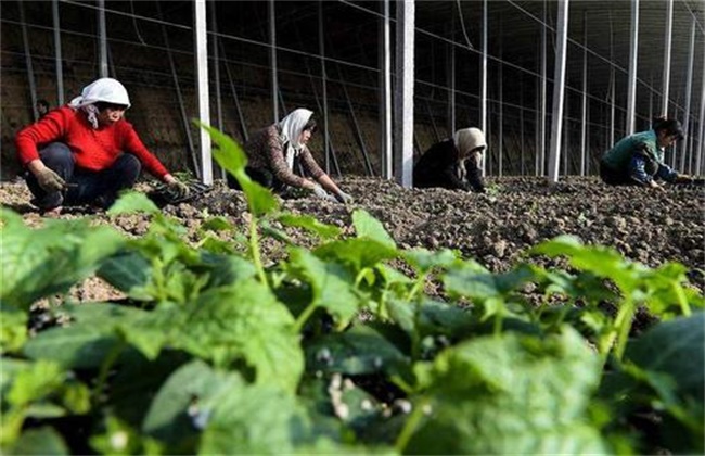 丝瓜育苗前要准备什么