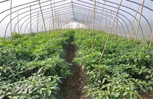 蔬菜定植后根系为何难下扎