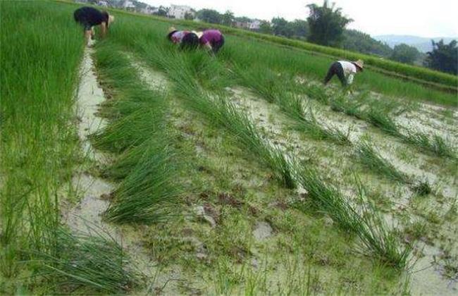 马蹄如何移栽定植