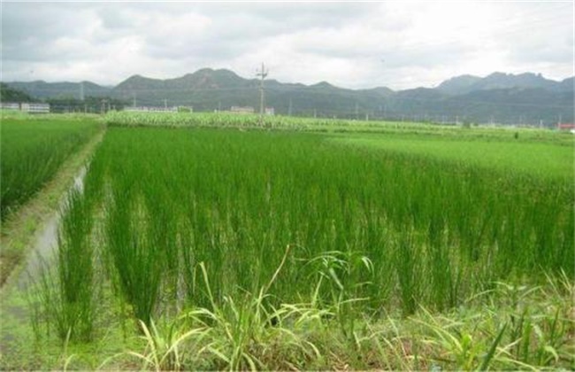 马蹄如何移栽定植