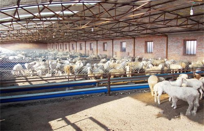 新手买羊的几条建议