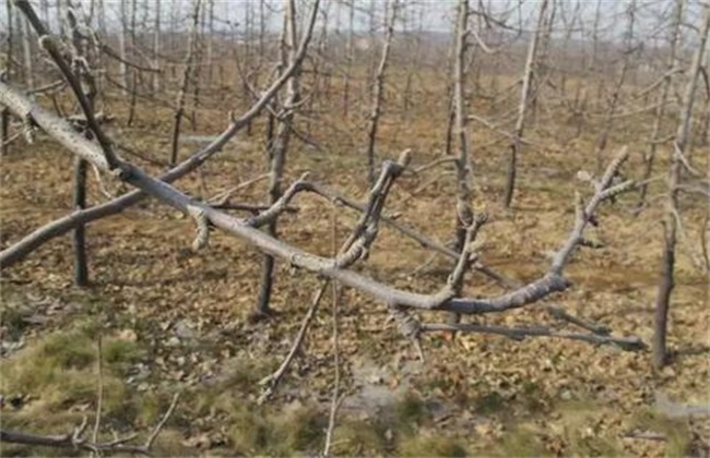 果树背上枝怎样修剪