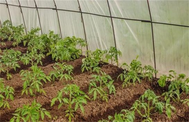 早春蔬菜苗弱徒长怎么办