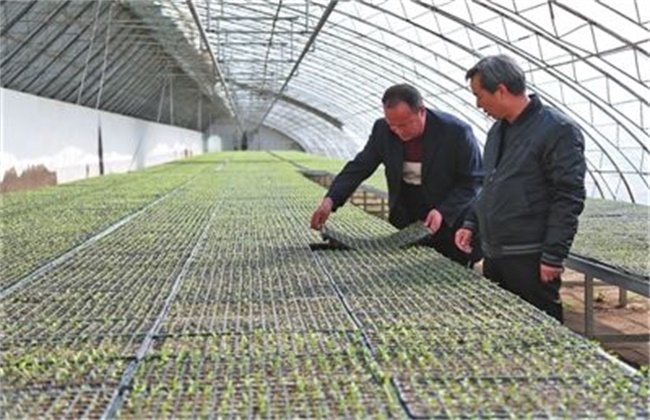 早春番茄育苗要注意些什么
