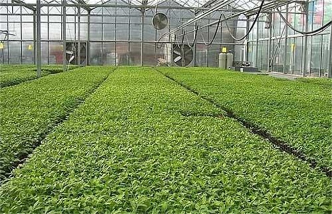 早春番茄育苗要注意些什么