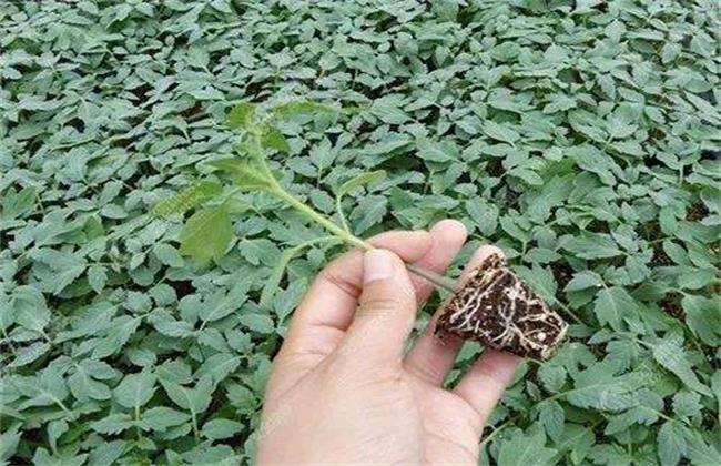 早春番茄育苗要注意些什么