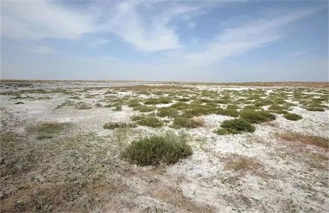 土壤盐碱严重怎么改良