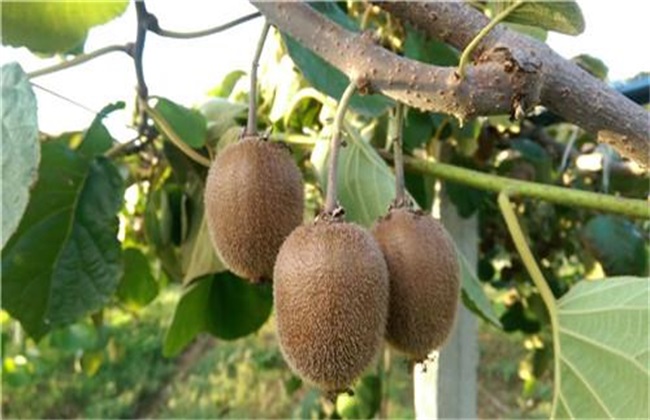 如何提高猕猴桃品质