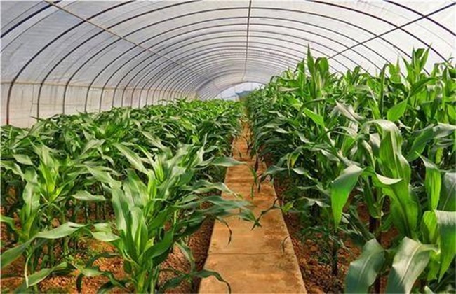 棚室透光率差怎么办