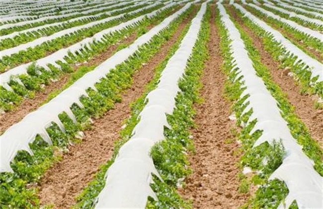 农作物高温热害怎么预防