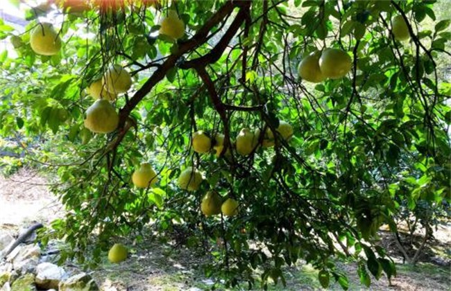 农作物高温热害怎么预防