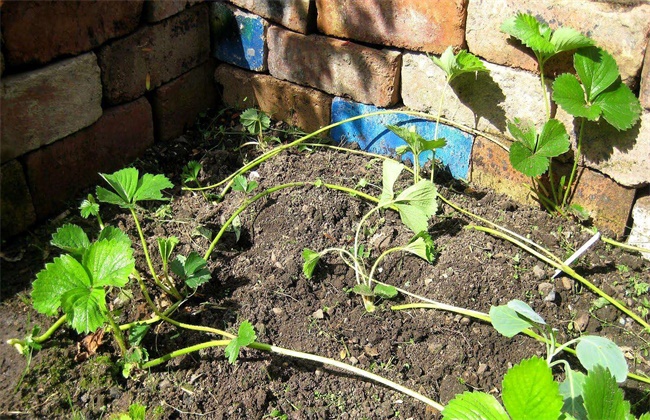 草莓有哪些繁殖方法