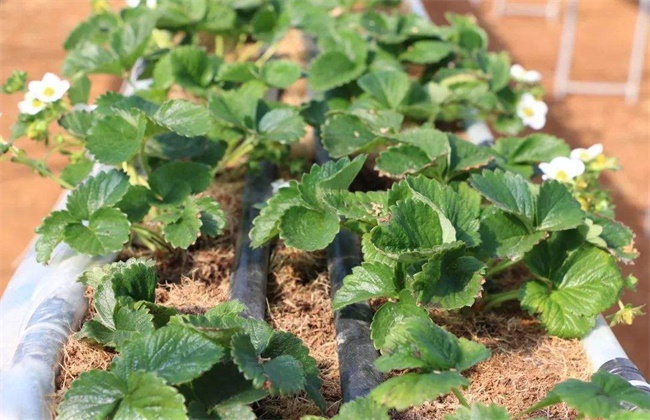 草莓有哪些繁殖方法