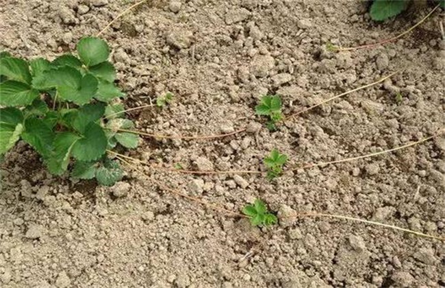 草莓有哪些繁殖方法