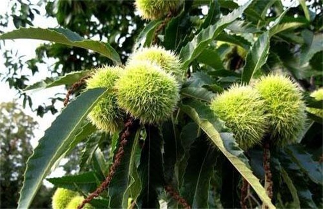 板栗空蓬怎样防治