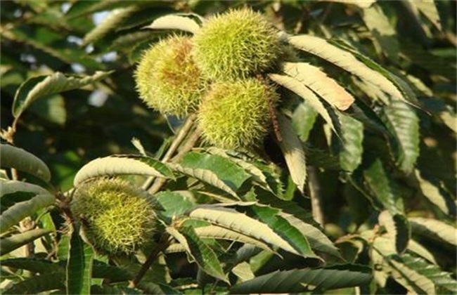板栗空蓬怎样防治