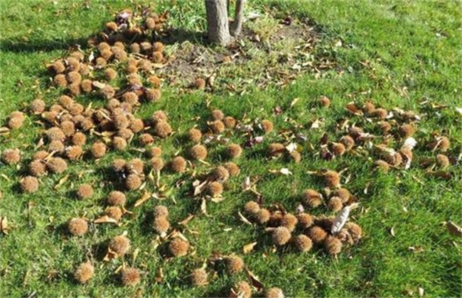 板栗空蓬怎样防治