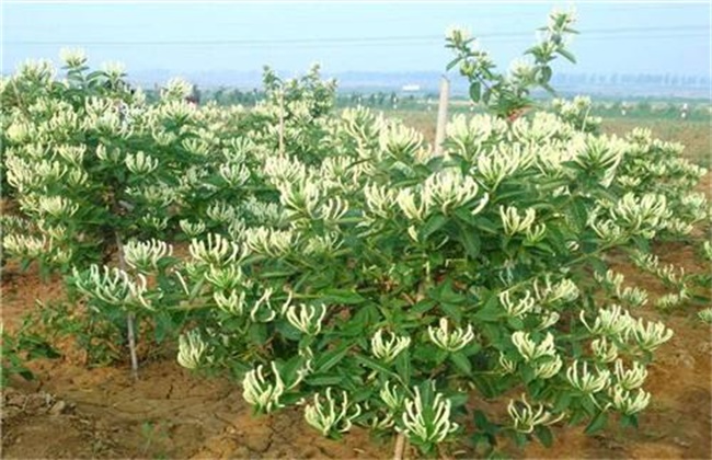 金银花有哪些繁殖方法