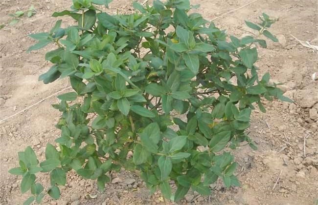 金银花有哪些繁殖方法