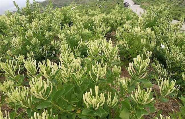 金银花有哪些繁殖方法